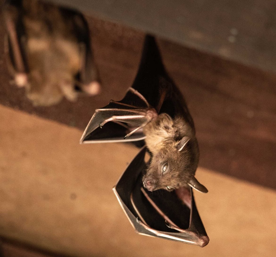 Wildlife-Bats in Huntsville